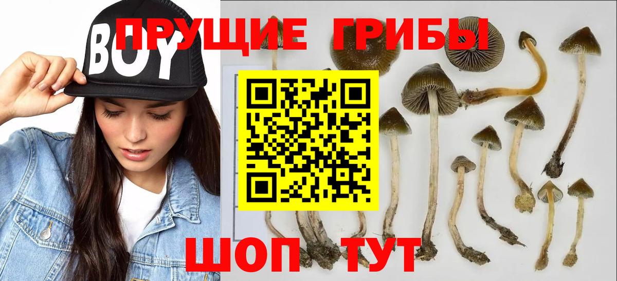 купить наркотик  Галлюциногенные грибы мицелий  Вход с VPN  Россошь  Галлюциногенные грибы прущие грибы 